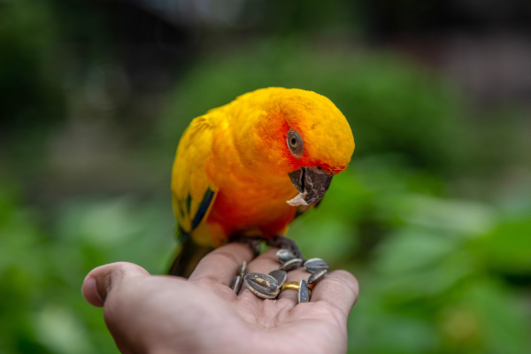 a bird in a home inspector's hand is worth two in the bush